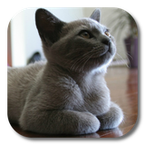 com.livewallpaperkkpicture.heimi