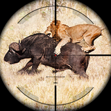 com.play.vertex.duck.sniper.shooter.real.wild.adventure.games