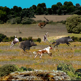 com.edujuancar.cazamayorconperros