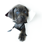 com.agfa.puppy