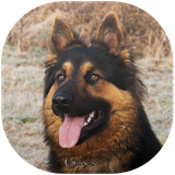 team.developer.germanshepherdwallpaper