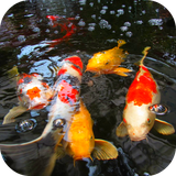 koifish3d.ihs.com
