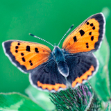 com.Infinity.butterfly