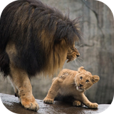 lion.ezz.com