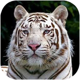 shafagh.tirehaypestandaran