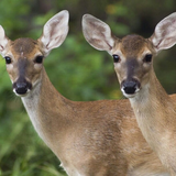 ir.parvaresh.gavazn.dar.iran