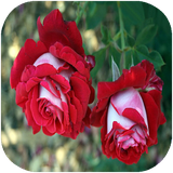 didar.anvaegolha