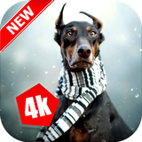 com.WallpaperStudio.DobermanPinscherwallpaper.images.HD