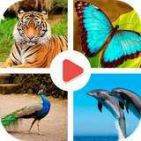 com.geekmindapps.animalslearning