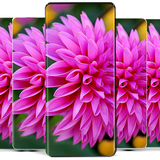 com.cropwind.flowerwallpapers