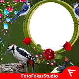 com.fotofokusstudio.woodpeckerinstadp