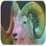 com.lahcenappsinc.sheep.sounds