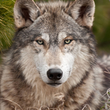 com.blackbirdwallpapers.wolf