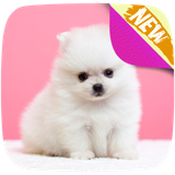 com.picturefyapps.pomeranianwallpapers