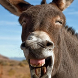 com.funny.wallpaper.images