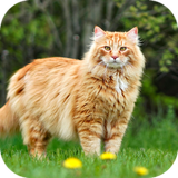 com.Cat.wallpaper.kittenimage.animal.wallpaper