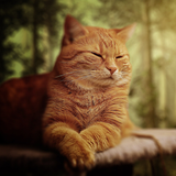 vr.development.cat.wallpapers.hd
