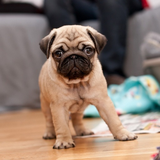 com.myapps.PugHDWallpapersG