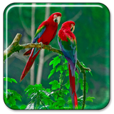com.ParrotsLiveWallpapernn