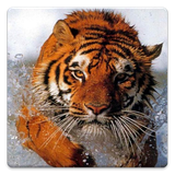 com.sbardyuk.animalphotos