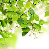 com.amaxlwps.leaflivewallpaper