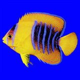 org.stri.pacificfishes