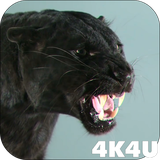 com.lwp4k4u.cats