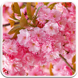 com.wallpaperworlds.flowerswallpaper