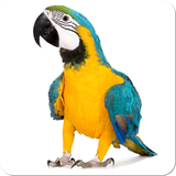 bird.sounds.call