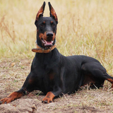 com.dogpuzzles.DobermanPinschersPuzzle
