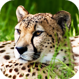 com.wallpapers.and.backgrounds.cheetach.wallpapers.hd