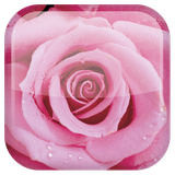 com.androidwasabi.livewallpaper.rose