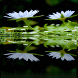 com.dakshapps.whitelotus