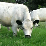 wwk.wikikids.com.animalhusbandry