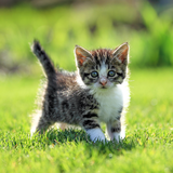 com.livewallpapers3d.cats
