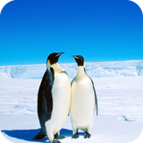 com.penguin.wallpaper.penguindulalwallpaper