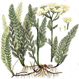 shafagh.tirehaygiahi