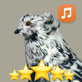 com.birdsound.pigeonsound