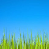 h.bigga.bigga.lwp.grass