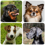 com.gatchina.dogs