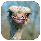 amozash.Parvaresh.shotor.morg