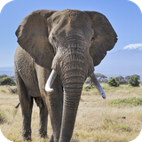 com.elephant.wallpaper.elephantdulalwallpaper