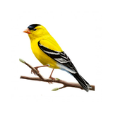 com.jvdev.cantomixjilguero