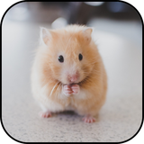com.ipmobilesolutions.wallpaperscutehamster