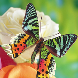 com.yodesoft.android.game.yopuzzleButterflies