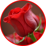 com.GIF_images.flowers