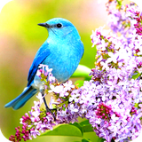 com.bird.wallpaper.birddulalwallpaper