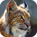 com.andromo.dev230101.app216858