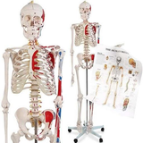 com.quantumappsolutions.learnanatomy