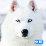 com.wallpapers4khd_wolf_wallpapers_hd